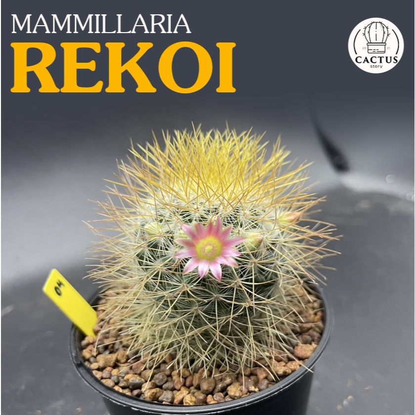 Mammillaria rekoi leptacantha ไม้เมล็ด