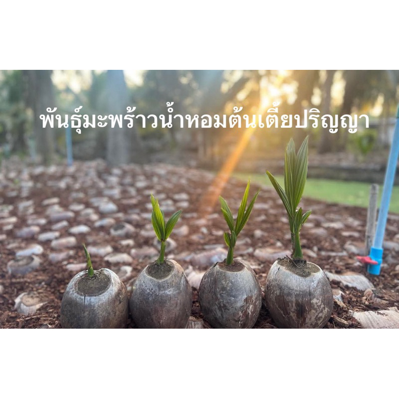 มะพร้าวน้ำหอมพันธุ์เตี้ย 🌴coconut tree