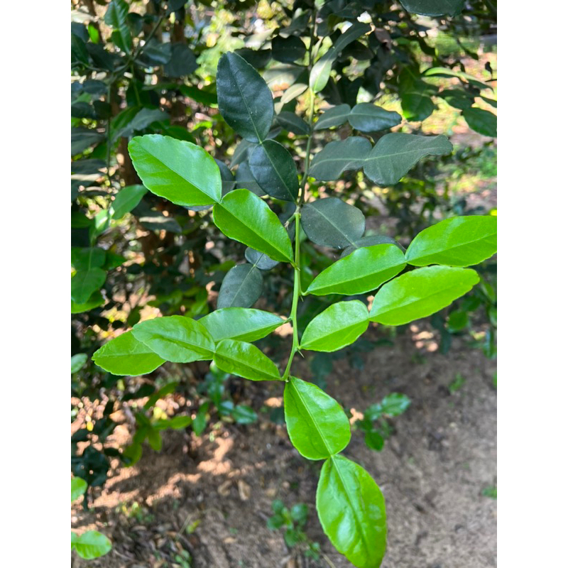ใบมะกรูด (kaffir lime leaves )ปลอดสาร เก็บสด พร้อมส่ง
