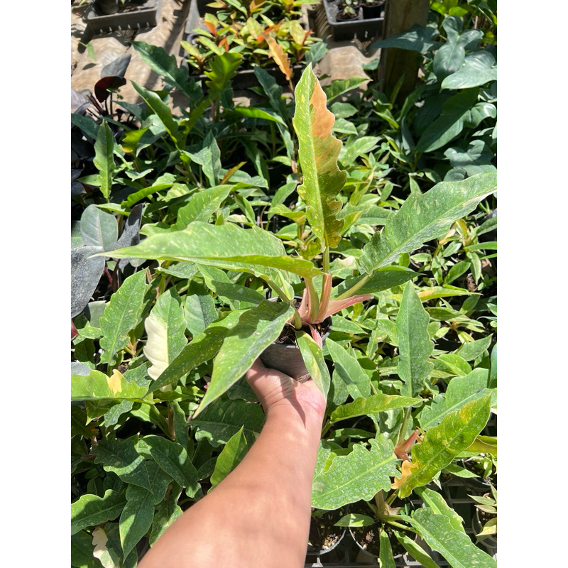 Philodendron ring of fire