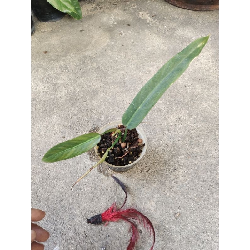 #Philodendron #bicolor เขียว #ฟิโลเดนดรอน #ไบคัลเลอร์ หลังใบสีแดง รูปทรงใบยาว จำหน่ายต้นในภาพค่ะ