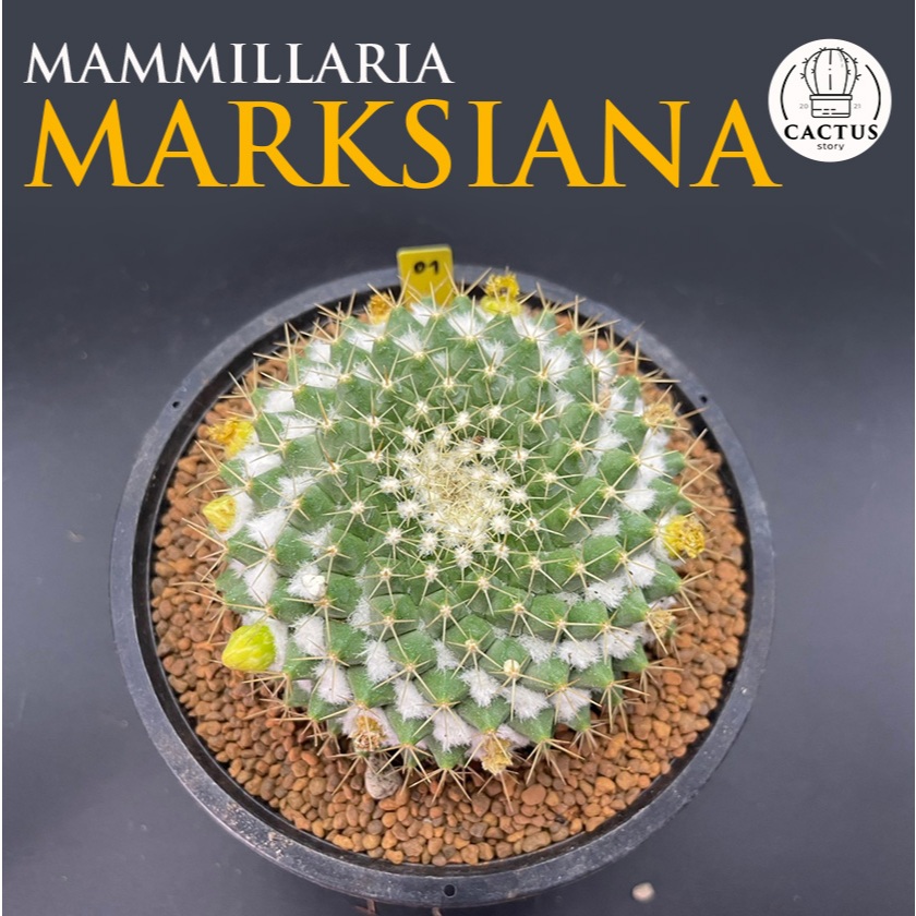 🐢Mammillaria marksiana🐢 แมมมาร์คเซียน่า ไม้เมล็ด กระถาง 3 - 7 นิ้ว