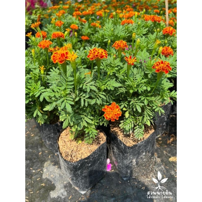 ต้นดอกดาวเรืองฝรั่งเศส1ต้นพุ่มใหญ่ถุงดำใหญ่