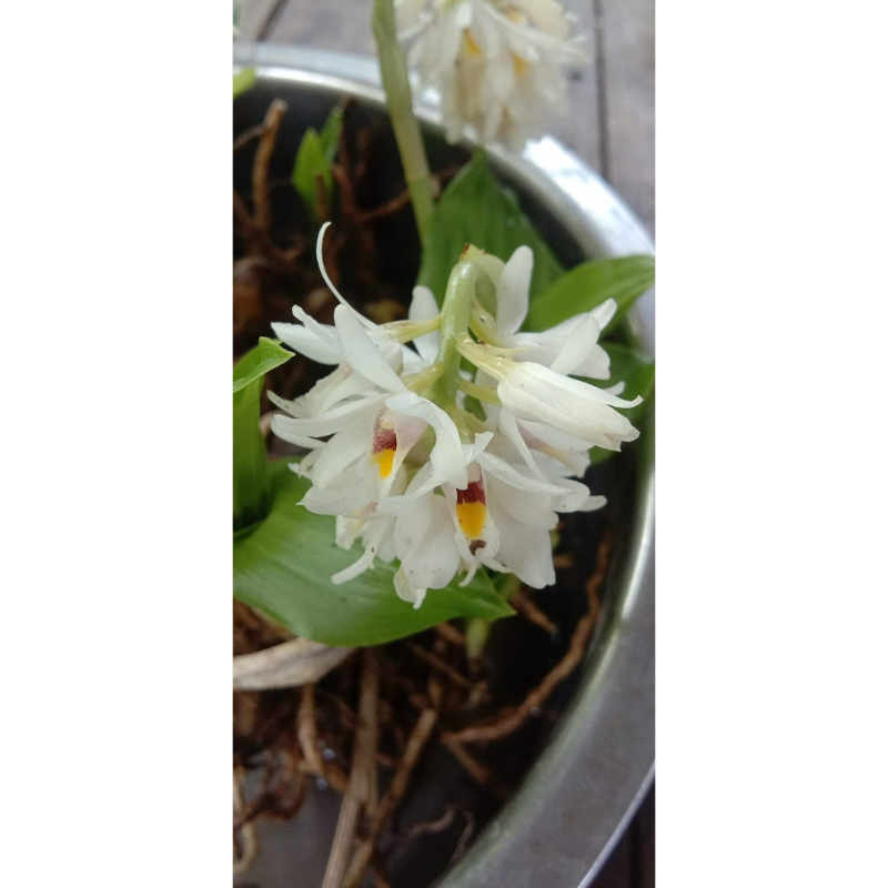 ว่านจูงนาง ว่านนางตามคละสี  5 หัว 30 บาท ว่านเป็นมงคลที่เป็น ๑ ใน ๑๐๘ พันธุ์ว่าน ที่ช่วยเสริมเมตตา ช่วยการเจรจาค้าขาย