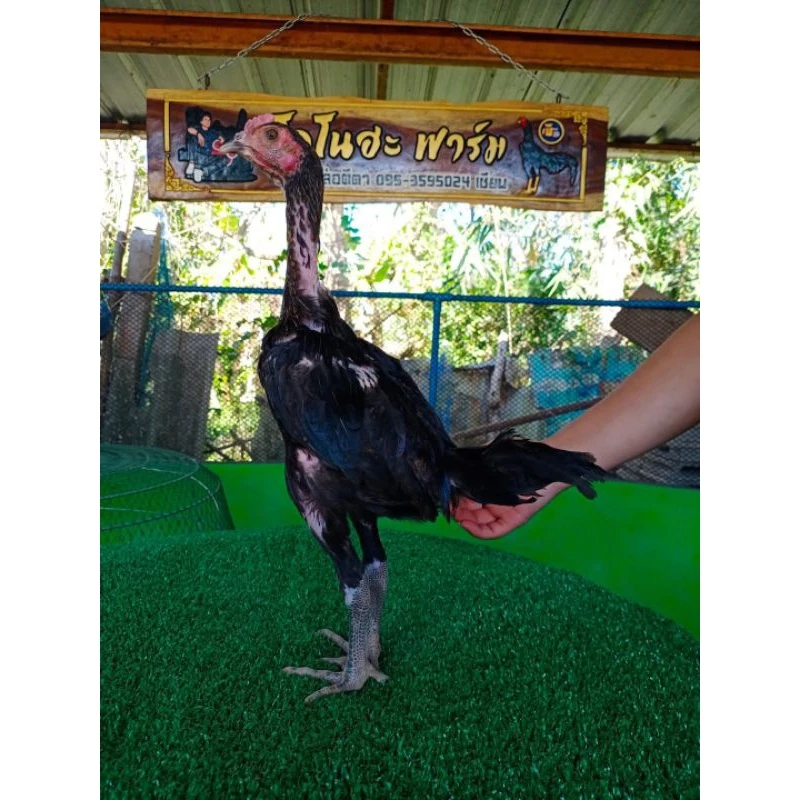 อาหารลูกไก่สูตรพิเศษสำหรับลูกไก่ชนโปรตีน 23% น้ำหนัก 1 กิโลกรัม 📌สินค้ามีจำนวนจำกัด thumbnail 10
