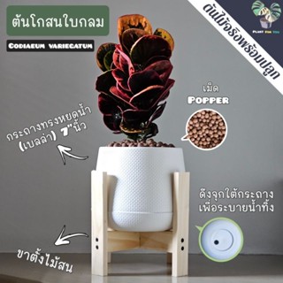 🏵️ต้นโกสนใบกลม Croton ต้นสูง 25-35 Cm. พร้อมกระถางเบลล่า7