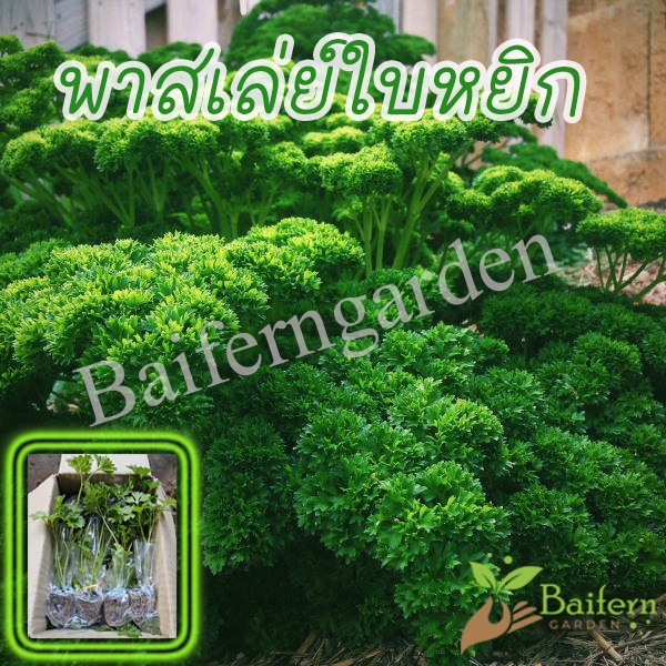 ต้นกล้าพาสเล่ย์ใบหยิก พืชสมุนไพร สำหรับตกแต่งจานอาหาร