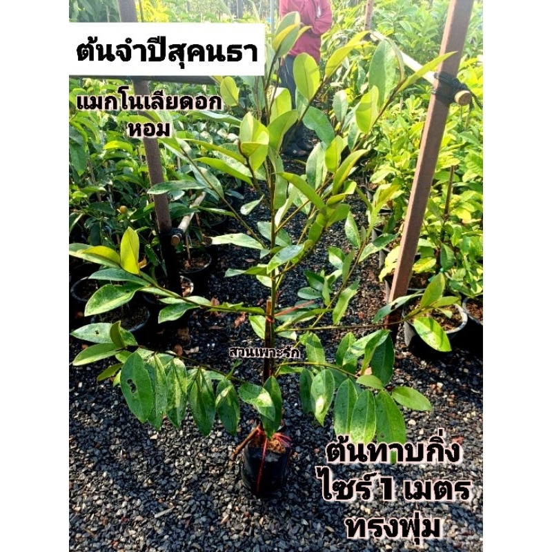 ต้นจำปีสุคนธา จำปีสุคนธา แมกโนเลียดอกหอม
