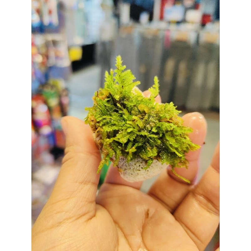 มอสน้ำติดหินปะการังสีขาว