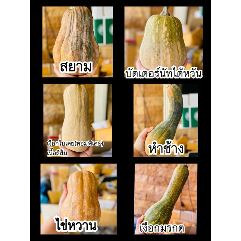 เมล็ดฟักทองถูกที่สุด สายพันธุ์แท้(ชุดละ5เมล็ด)