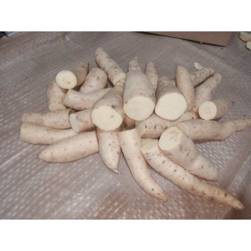 มันผักกาดขาวหักเป็นสองท่อนเนื้อในยังดี900กรัม(9ขีด)29บาทเท่านั้นจากไร่ชมมณี