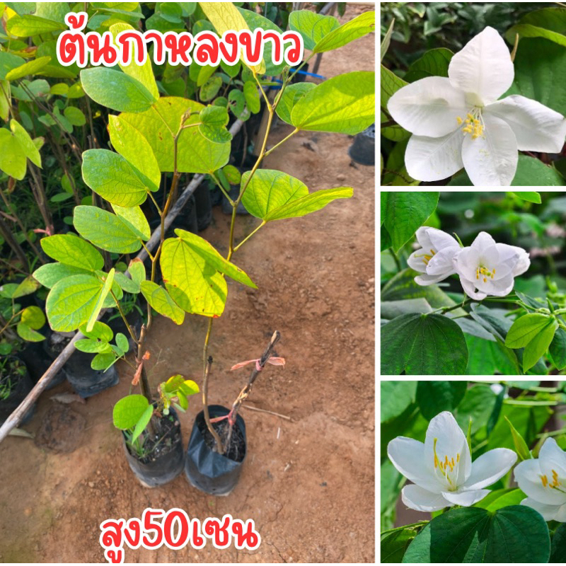 ต้นกาหลงขาว ต้นสูง50เซน พร้อมส่ง เหลือไม่เยอะเเล้วครับ
