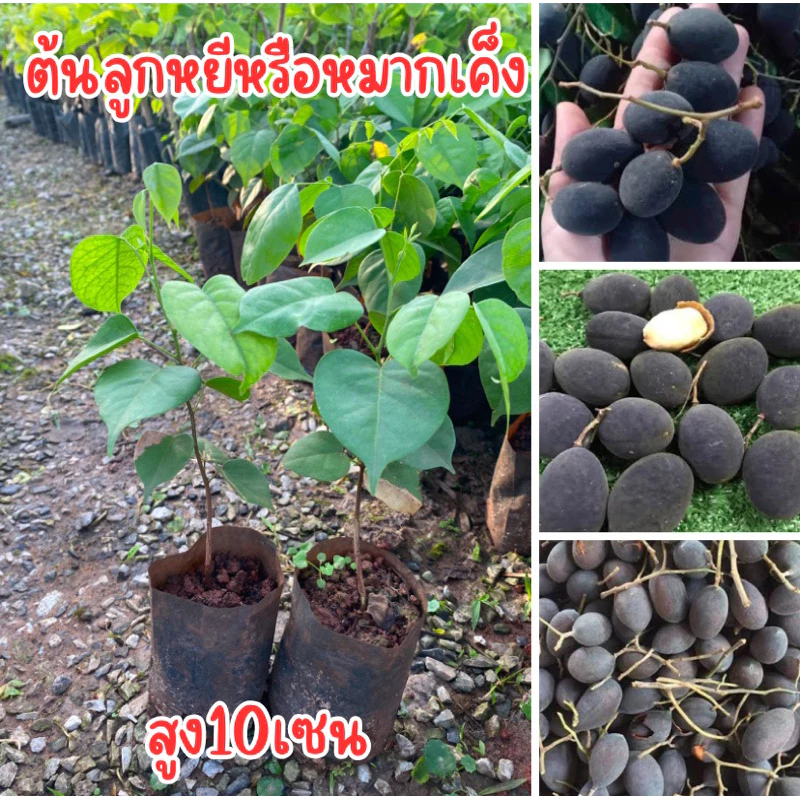 ต้นลูกหยีหรือหมากเค็ง ต้นเล็กถุงเล็กนะครับ