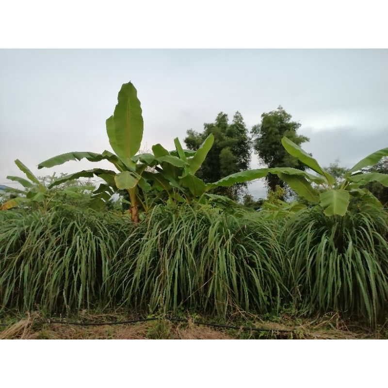 ตะไคร้หอม [ตัดสดทั้งต้นใบเป็นกิโลกรัม]: [ไร้สารเคมี:Organic] : Cymbopogon nardus [สำหรับสกัดน้ำหอมระเหย หมักยาไล่แมลง] ราคา ถูกที่สุด ดีลบีเคเค แกลเลอรีภาพที่ 8