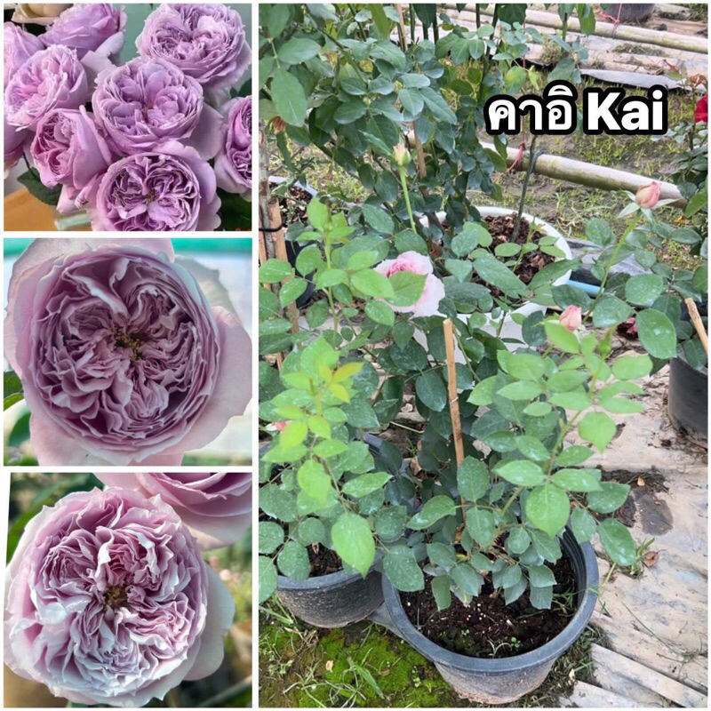 กุหลาบ-คาอิ  Kai (กระถาง 12 นิ้ว)  สีม่วง ดอกทรงถ้วย หอมแรง เลี้ยงง่าย