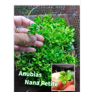 anubias petite , pinto pangolino พิตตี้และสายพันธ์อื่นๆ