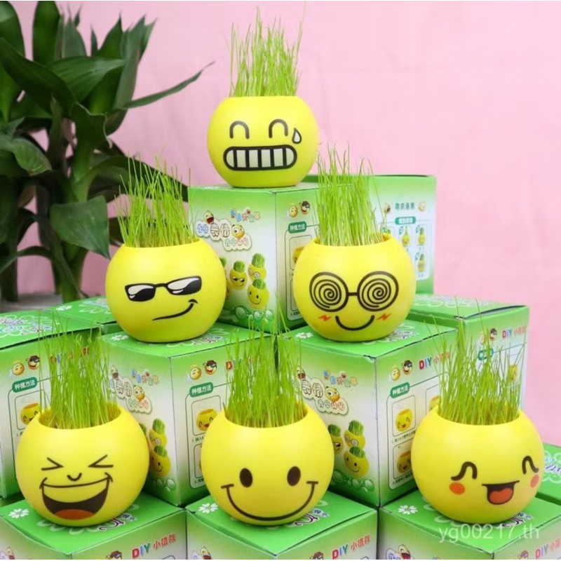 (12 ชิ้น) No.151  ชุดปลูกผัก ชุดทดลองปลูกผัก ฝึกทักษะให้เด็กเล็กมีความอดทน คละชนิด สุ่มแบบกล่องA - รูปที่ 2