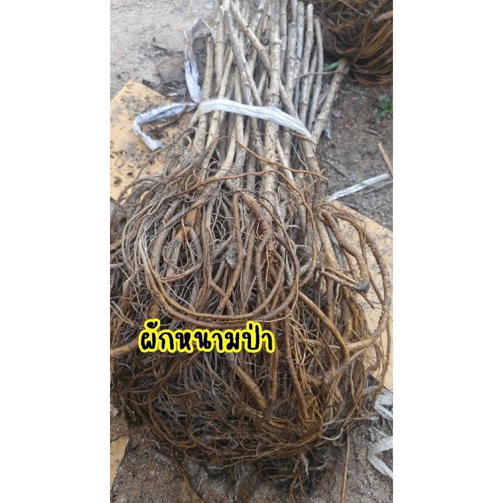 (รับ1ต้น)(แบบล้างราก) ผักหวานป่า ผักหนามเกาหลี 🏡ไม้จีนนำเข้า - รูปที่ 2