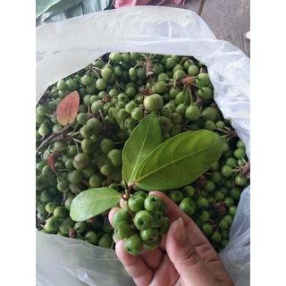 ลูกฉิ่ง (สดๆ500g/50บาท)