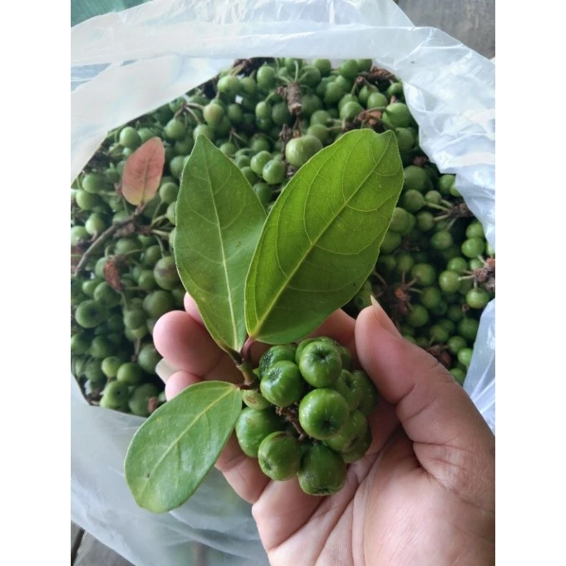 ลูกฉิ่ง (สดๆ500g/50บาท)