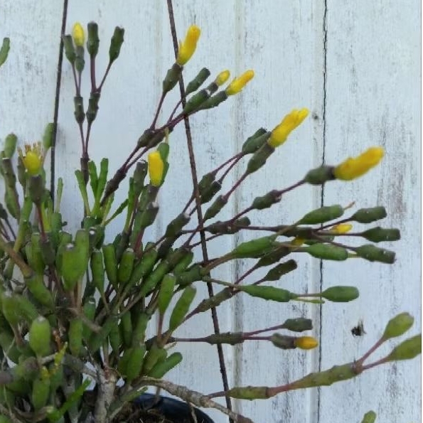 Rhipsalis ป๊อบอาย กระถาง4นิ้ว