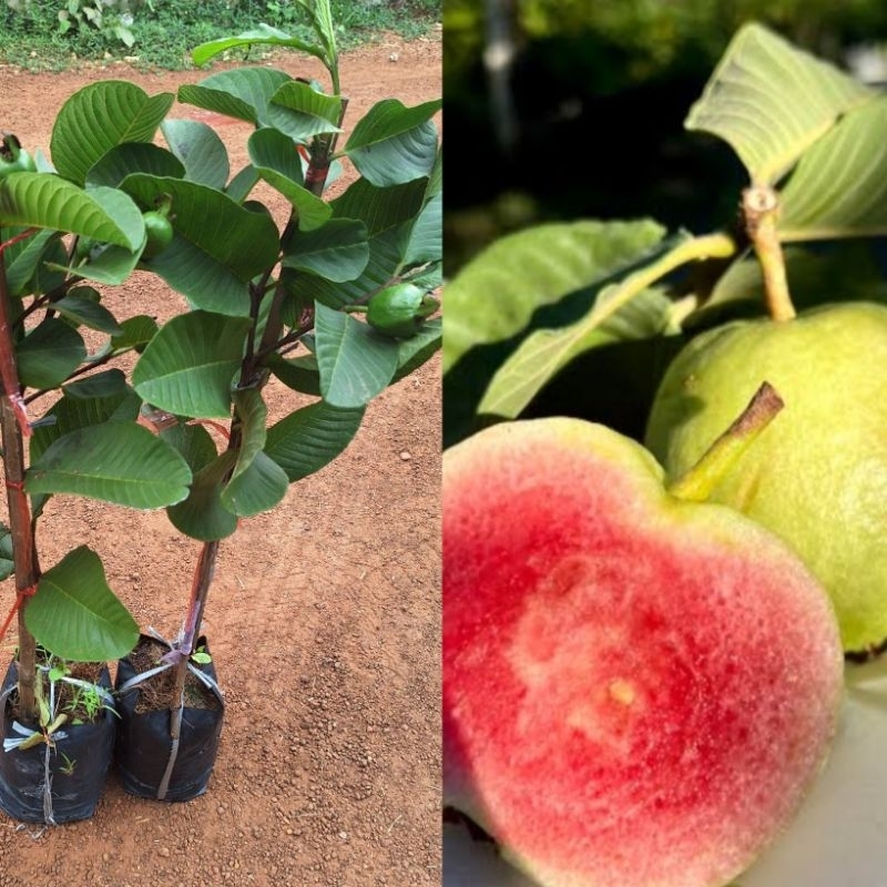 ต้นฝรั่งหงเป่าสือ/ทาบกิ่งขนาด70-80ซม./ผลใหญ่ลูกดกใส้แดงไร้เมล็ดรสหวานกรอบ
