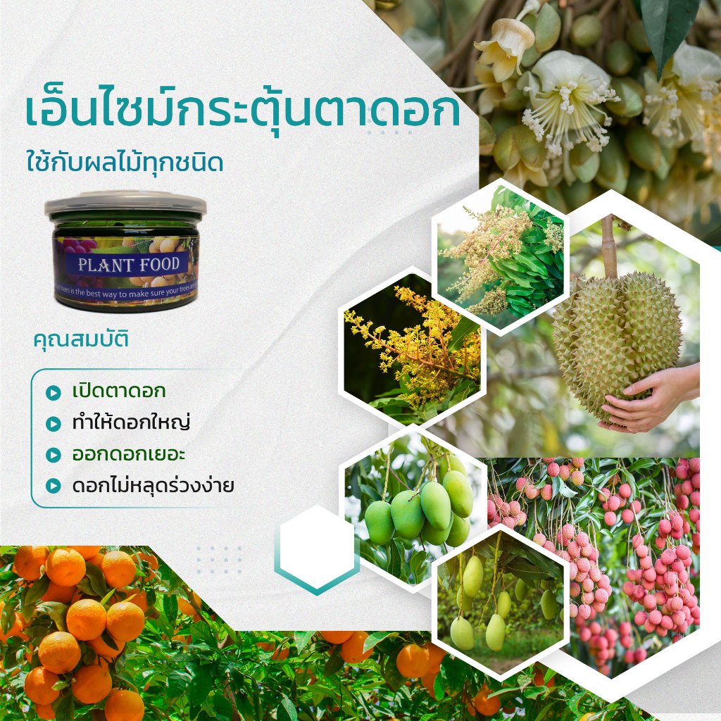 เอ็นไซม์กระตุ้นตาดอกใช้กับพืชผลได้ทุกชนิด มีคุณสมบัติคือ เปิดตาดอก ช่อดอกมาก ก้านดอกยาวสมบูรณ์