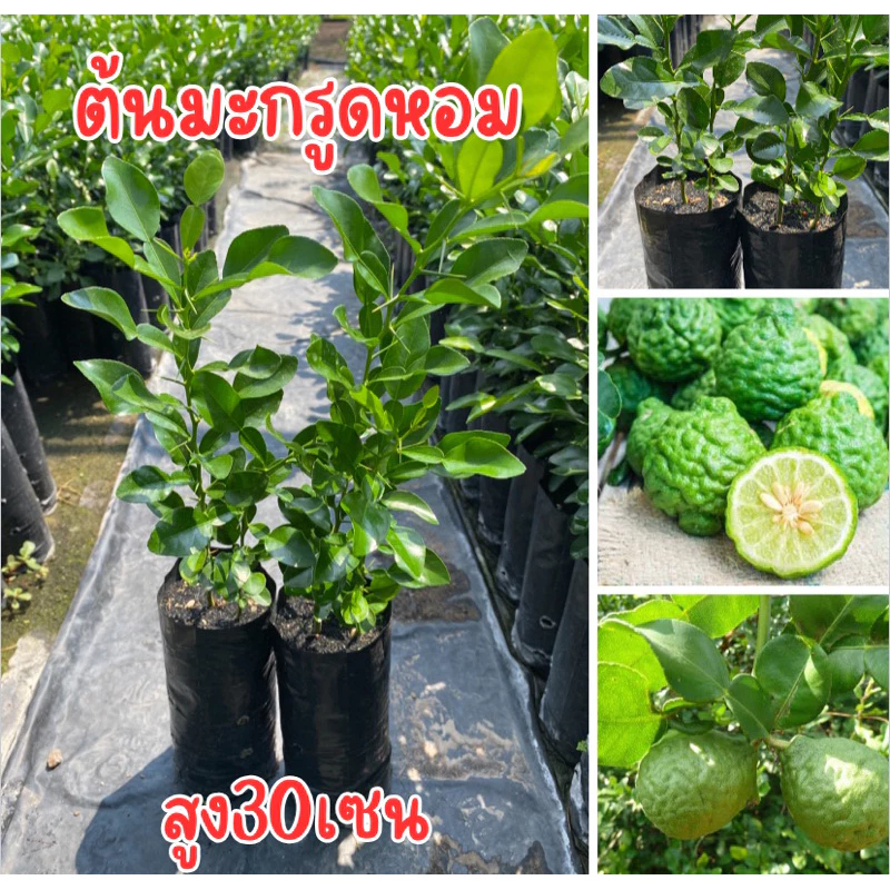 ต้นมะกรูดหอม ถุงใหญ่ ชุด2ถุง89บาท สูง30เซน ต้นสวยๆพร้อมปลูก