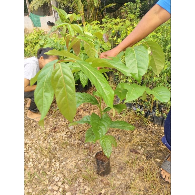ต้นมันปู 🌱ผักทานใบ 🌟ออแกนิค ปลอดสาร
