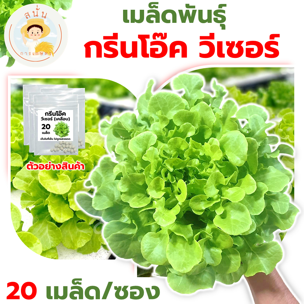 เมล็ดพันธุ์ กรีนโอ๊ค วีเซอร์ (Green Oak Vizir) เมล็ดเคลือบ นำเข้าตรงสายพันธุ์ (1 ซอง 20 เมล็ด)