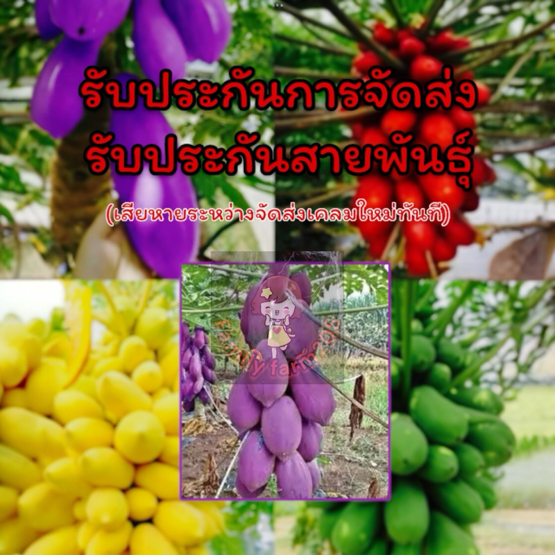 🔥ขายดี🔥ต้นมะละกอ-เมล็ด สายพันธุ์หายากนำเข้าจากต่างประเทศ รับประกันการจัดส่ง รับประกันสายพันธุ์ มะละกอสีม่วง มะกอสีแดง - รูปที่ 2