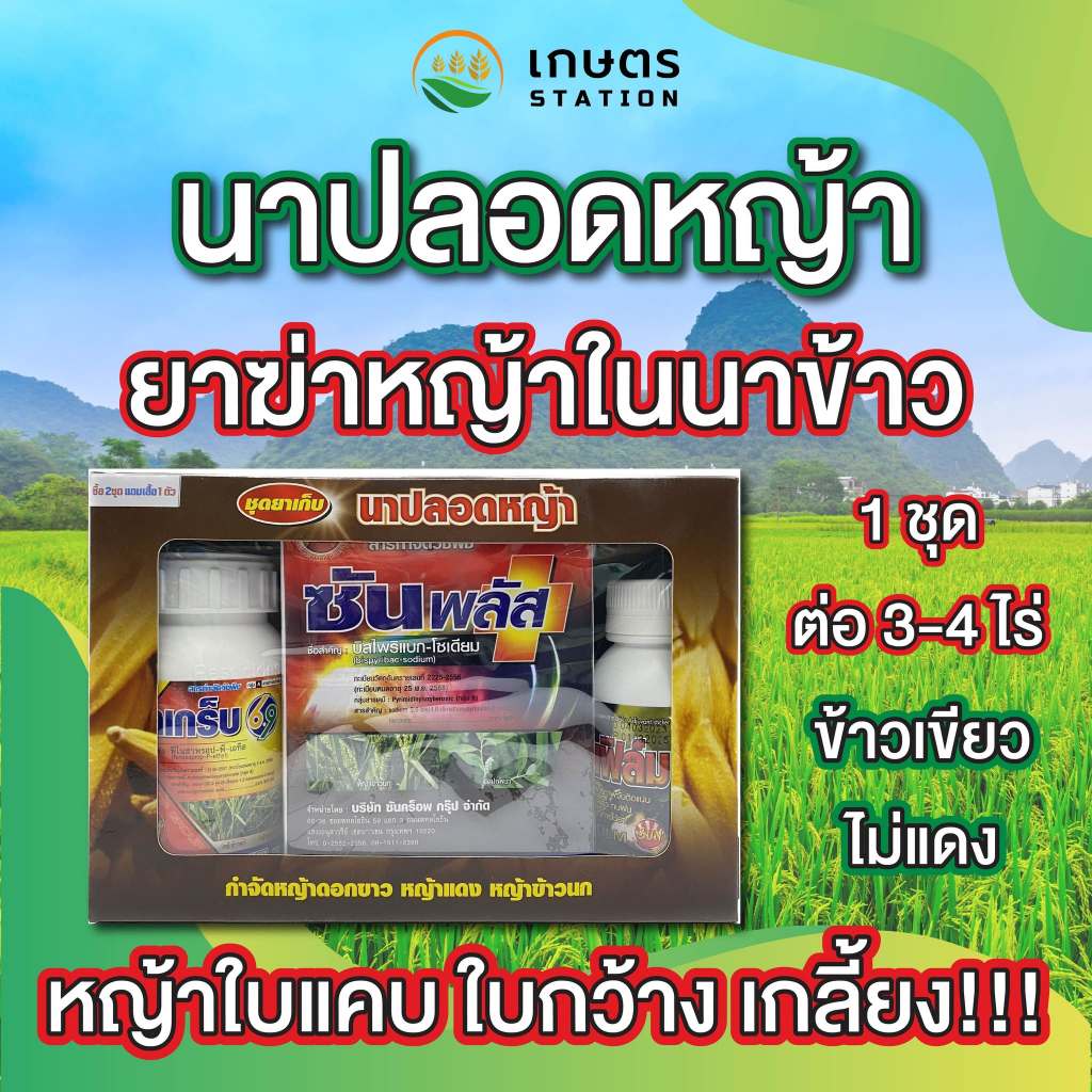 นาปลอดหญ้า ยาฆ่าหญ้าในนาข้าว 🌾 ข้าวเขียว ข้าวไม่แดง หญ้าเกลี้ยง❗❗