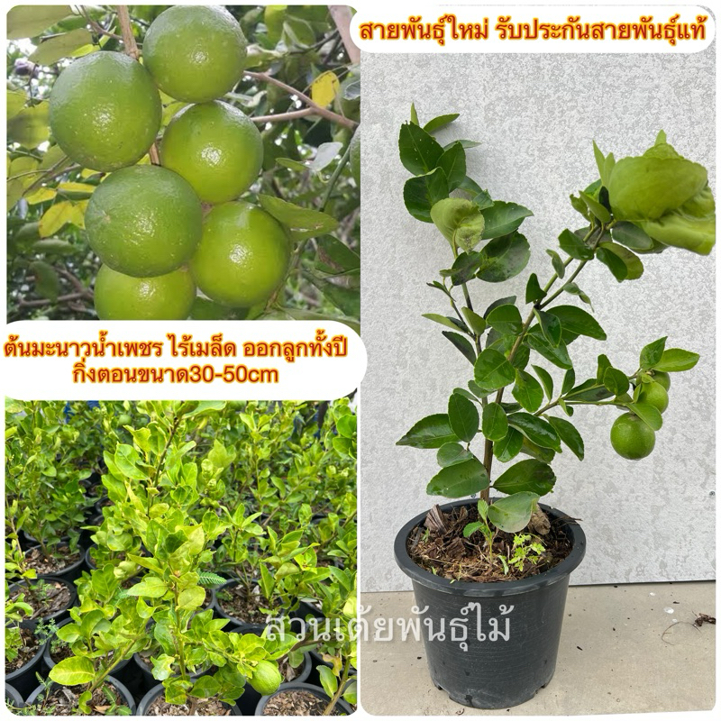 ต้นมะนาวนํ้าเพชรกิ่งตอนขนาด30-50cmกระทาง8“พร้อมปลูกออกลูกทั้งปี