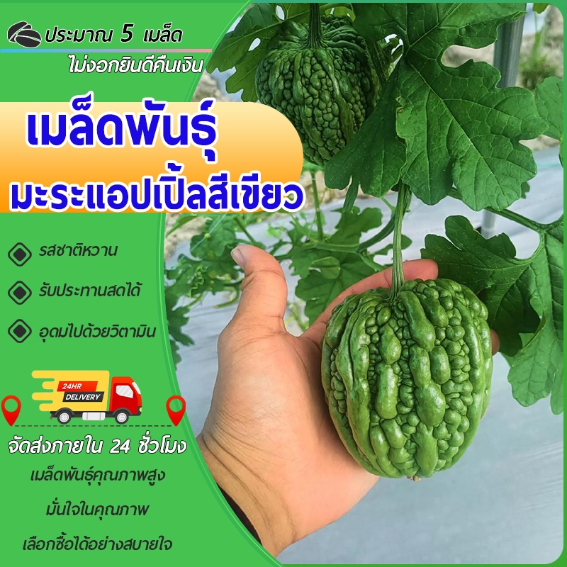 5 เมล็ดเมล็ดพันธุ์มะระแอปเปิ้ล เมล็ดมะระหวานญี่ปุ่น มะระหัวใจ สีเขียว มะระไต้หวัน เนื้อฟูหนา