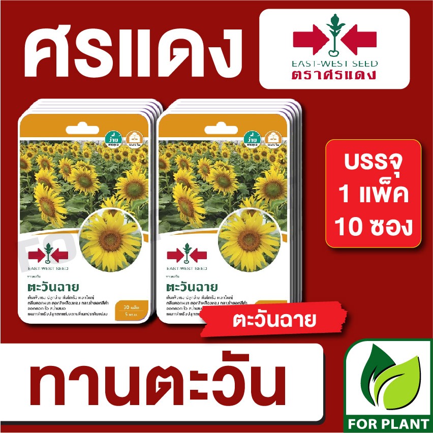 เมล็ดพันธุ์ผัก ผักซอง ทานตะวัน ตะวันฉายGG F1 ตราศรแดง บรรจุแพ็คล่ะ 10 ซอง ราคา 310 บาท