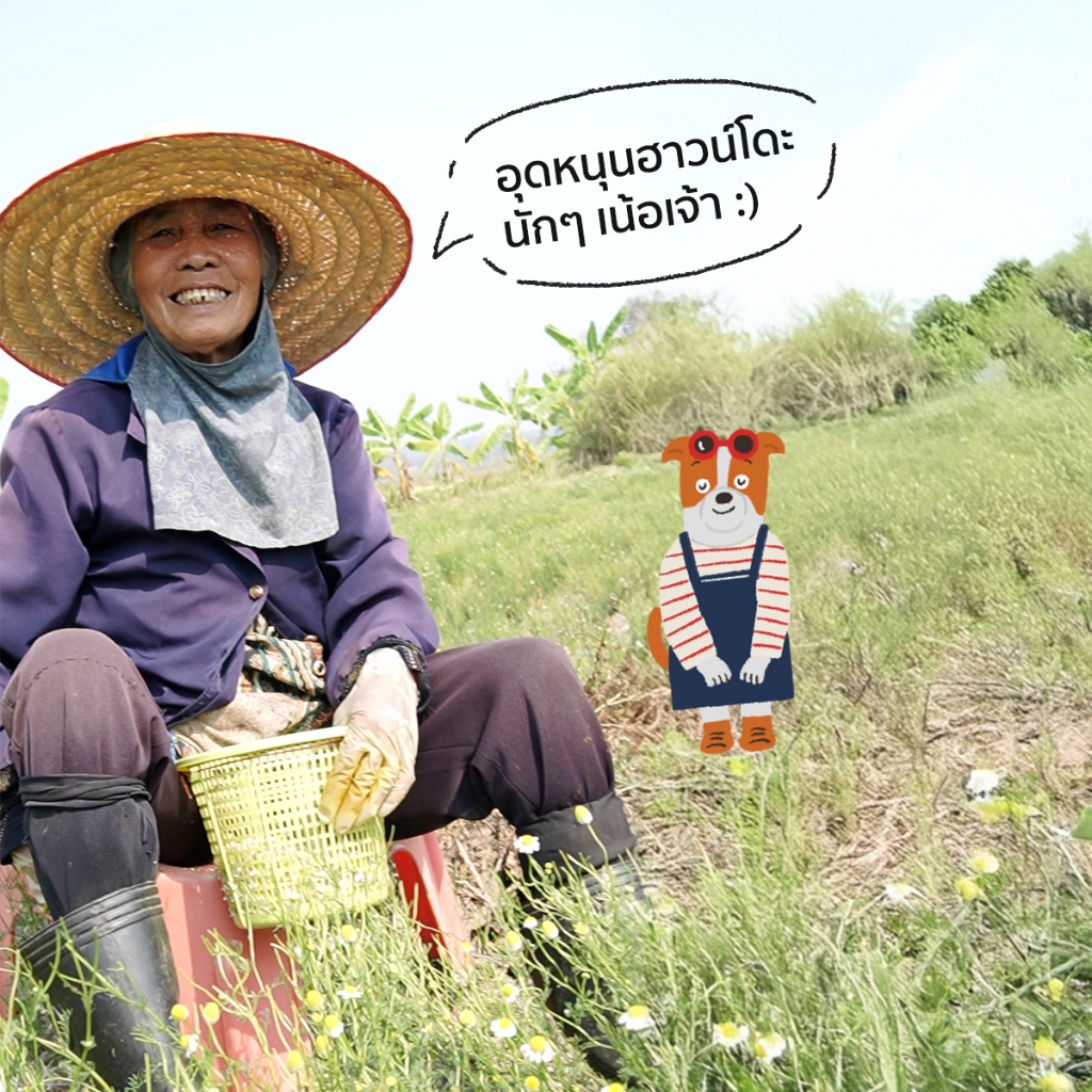 รูปภาพ 8