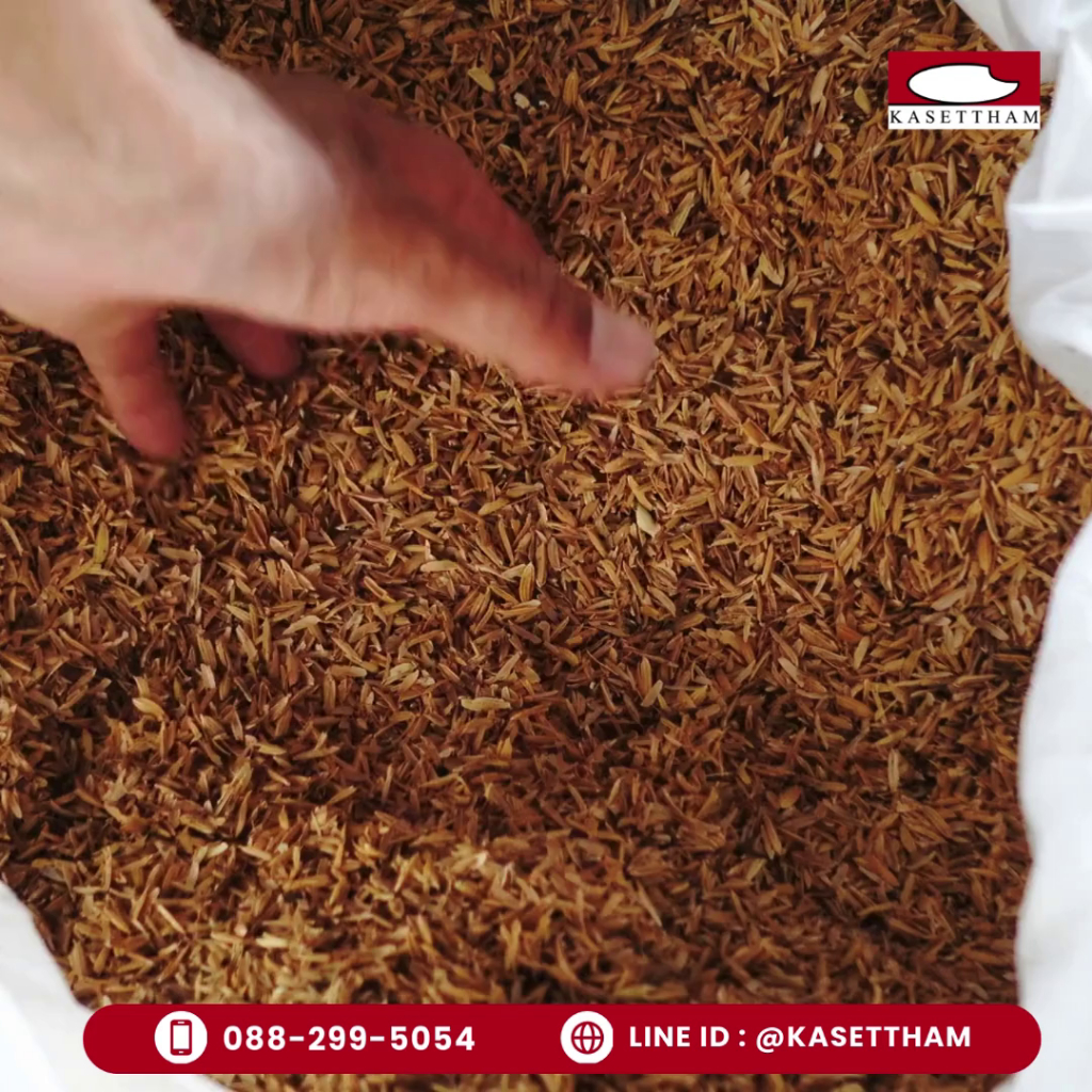 4.9 กก. แกลบเกษตรคุณภาพ | ปุ๋ยอินทรีย์ บำรุงดิน เพิ่มผลผลิต! ส่งเร็วส่งไว - รูปที่ 2