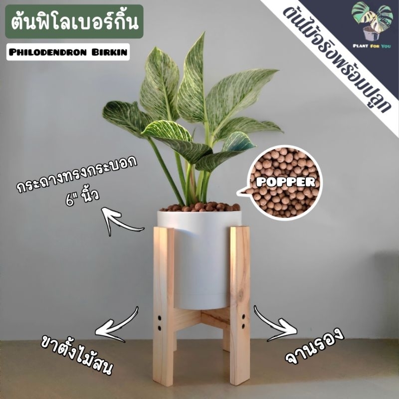 🌿ฟิโลเดนดรอนเบอร์กิ้น (Philodendron Birkin) ต้นสูง25-30Cm.พร้อมกระถาง+จานรอง+เม็ดPopper+ขาตั้งไม้สน