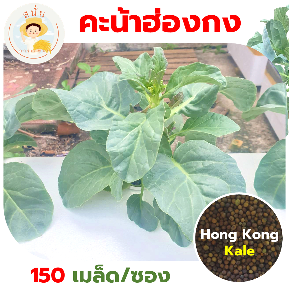เมล็ดพันธุ์ คะน้าฮ่องกง โอเชี่ยน (Ocean Hong Kong Kale) ผักสวนครัว OP (1 ซอง 150 เมล็ด)