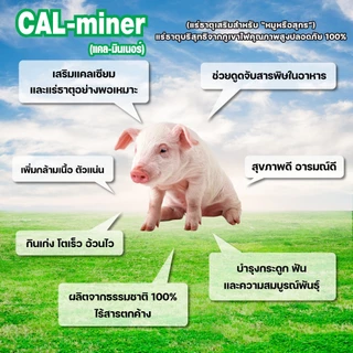 อาหารเสริมหมู1000กรัม CAL MINERแคลเซียมและแร่ธาตุเร่งการเจริญเติบโตเพิ่มกล้ามเนื้อ ช่วยดีท็อกซ์ลำไส้