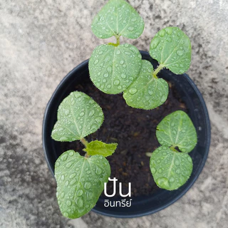 🏅เมล็ดนำเข้า เมล็ดกระเจี๊ยบ เขียว Clemson Spineless Okra seed (Organic Seed) AAS ไร้ขนแหลม ปันอินทรีย์