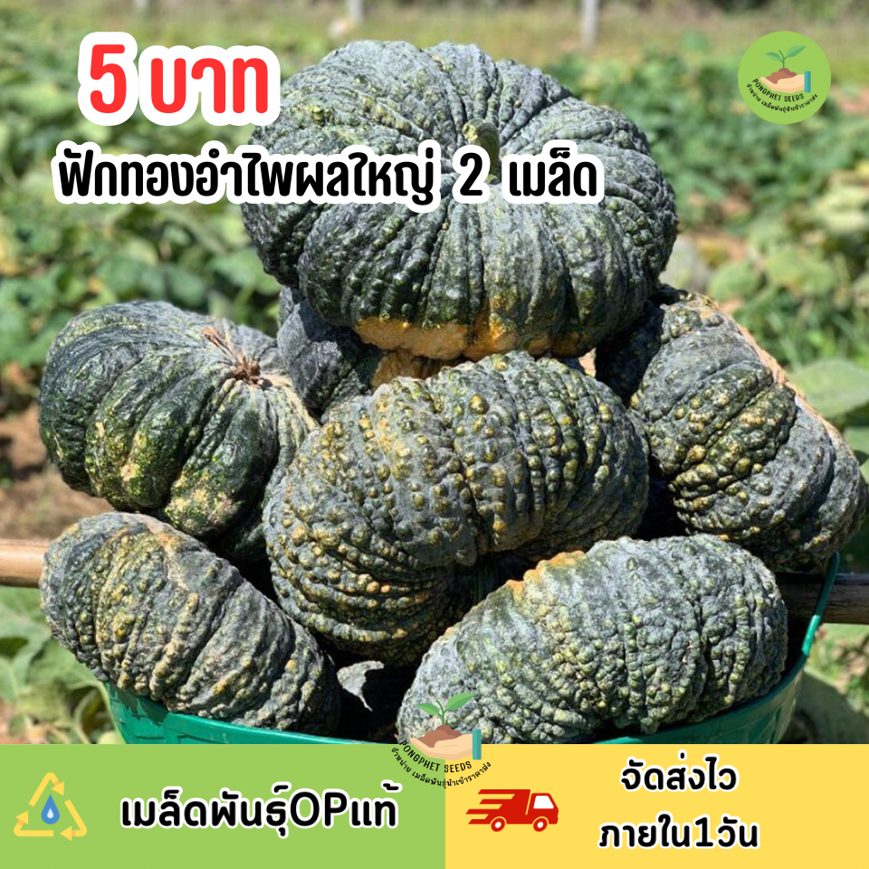ราคาถูกที่สุด เมล็ดพันธุ์ฟักทองอำไพผลใหญ่ 2 เมล็ด