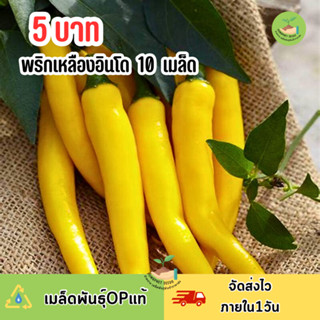 ราคาถูก เมล็ดพันธุ์พริกเหลืองอินโด 10 เมล็ด