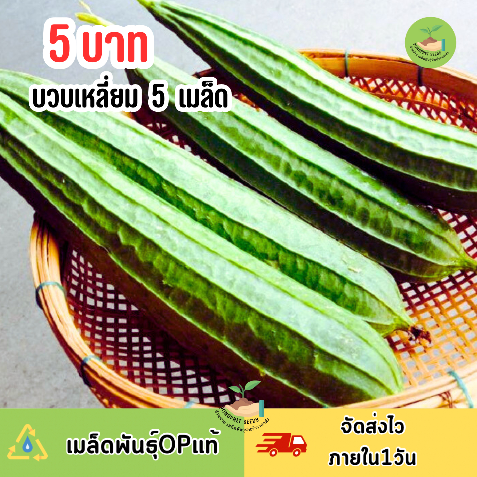 ราคาถูกที่สุด เมล็ดพันธุ์บวบเหลี่ยม 5 เมล็ด