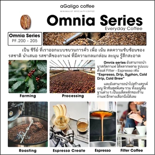 Agaligo coffee Roaster เมล็ดกาแฟ “Mandarin Orange" Omnia Series เมล็ดกาแฟโทนผิวส้ม