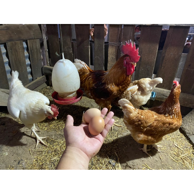 ไข่เชื้อไก่ไข่ โร้ดไอส์แลนด์เรด+ โรดไอแลนด์ไวท์+ ไฮบริด 10ฟอง รับประกันเชื่อ รับประกันแตกให้2ฟอง
