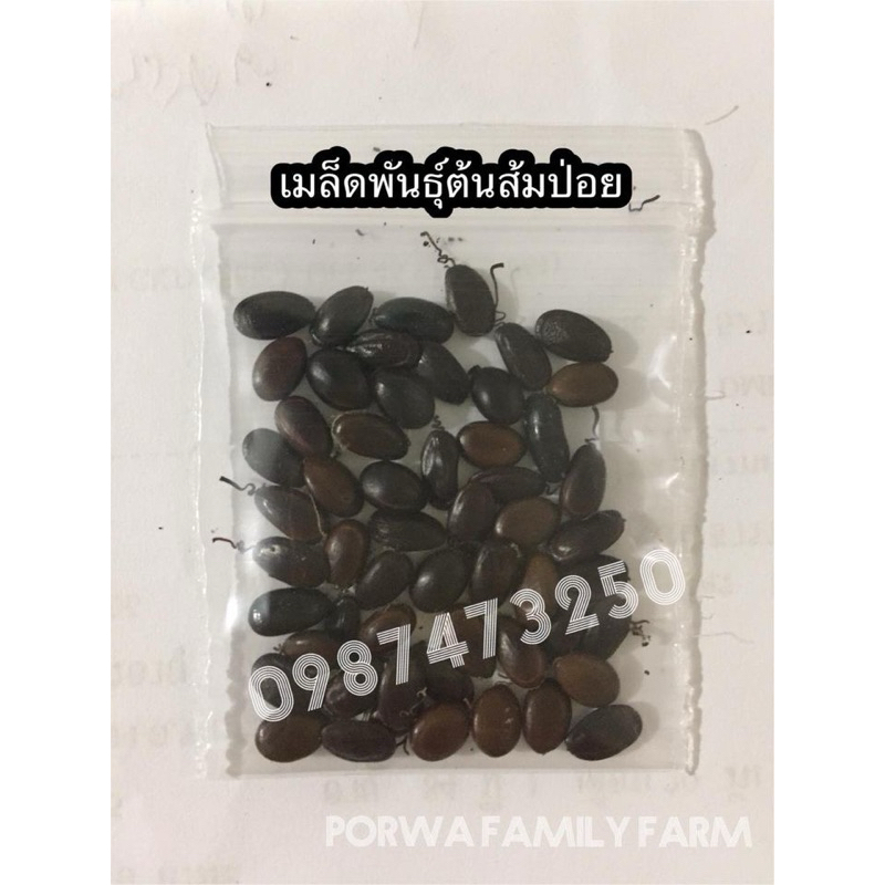 เมล็ดพันธุ์ต้นส้มป่อย ส้มป่อยเดือน 5 ปลูกง่าย ปลูกขึ้นทุกเมล็ด จำนวน 20 เมล็ด 39 บาท มีเก็บปลายทาง