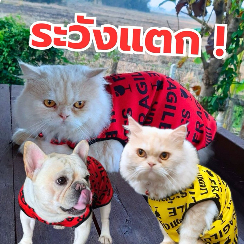 🇹🇭พร้อมส่ง🇹🇭 เสื้อหมา เสื้อแมว ลาย "ระวังแตก" สุดฮิต | ผ้าไมโคร ไม่ติดขน 🔥