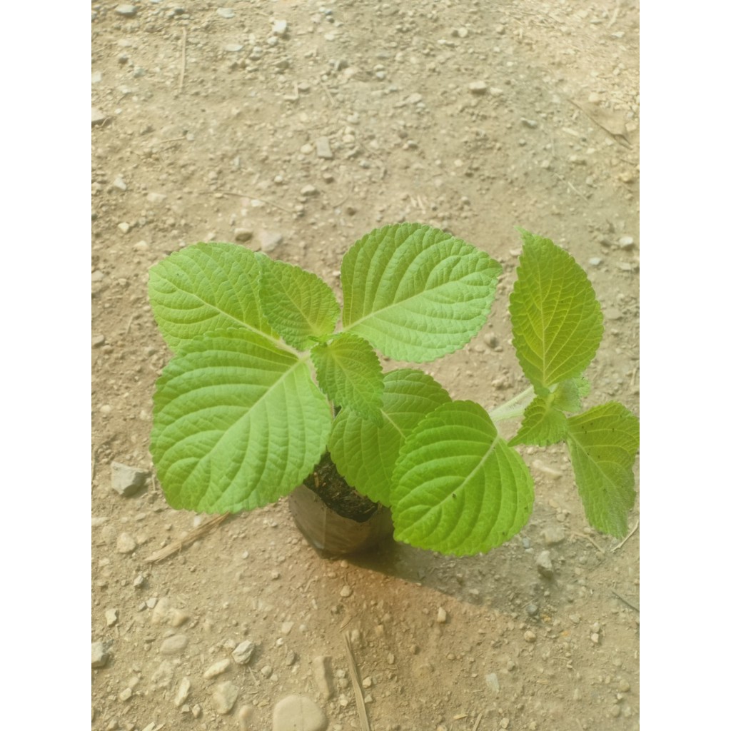 ต้นพันธุ์ ใบงาเขียว ใบชิโซะ (Shiso) ใบงาสีเขียว งาขี้ม้อน งาม้อน ถุงดำละ 29บาท พร้อมปลูก ใบชิโซะ  ทานกับหมูปิ้งย่างได้