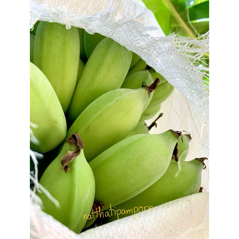 กล้วยน้ำว้า สดจากสวน ลูกใหญ่ ปลอดสารเคมี 100% สินค้าพรีออเดอร์ถ้ากล้วยลูกกลมมนตัดส่งทันทีค่ะ